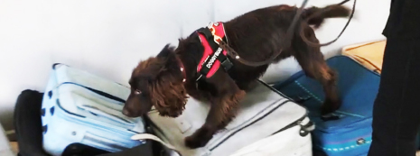Doggybug cert